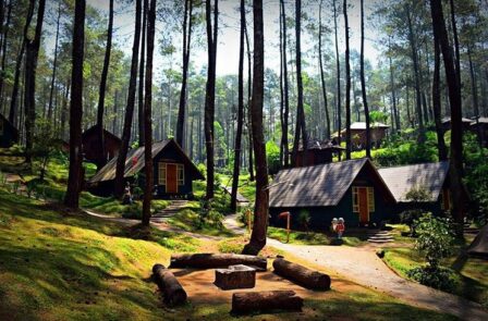 Hutan Mycelia Cikole Lembang Wahana Edukasi